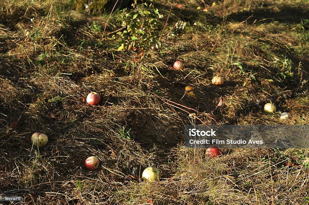 Maçãs na árvore - Foto de stock de Agricultura royalty-free