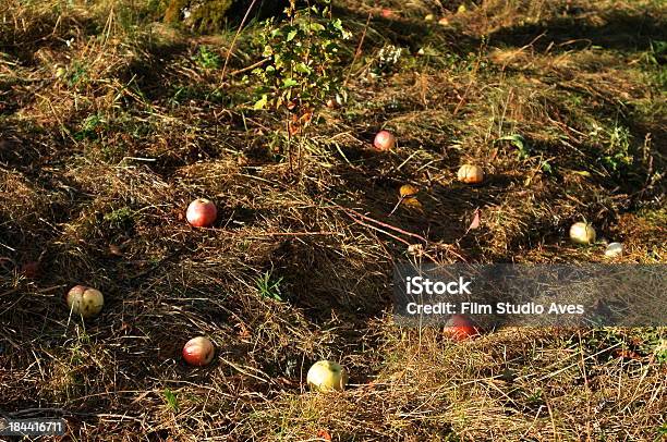 Foto de Maçãs Na Árvore e mais fotos de stock de Agricultura - Agricultura, Caule, Comida e bebida