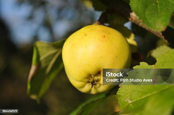 Foto de Maçãs Em Uma Filial e mais fotos de stock de Agricultura - Agricultura, Alimentação Saudável, Colheita