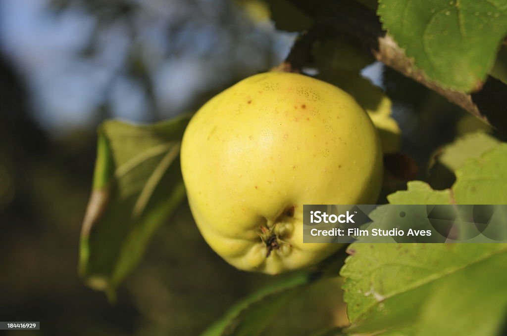Яблоки на ветке - Стоковые фото Без людей роялти-фри