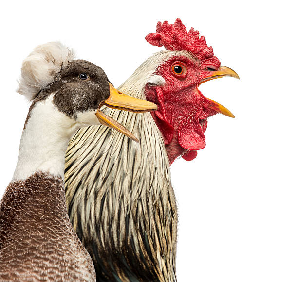 istock Close-up of a Brahama rooster and Crested duck quacking 184417185