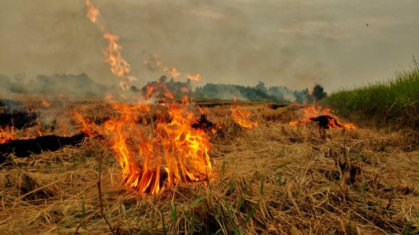 istock Flames, fire, forest fire, smoke, heat 1844174784