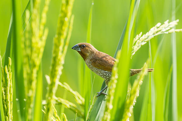 istock close up of Scaly-breasted Munia 184417581