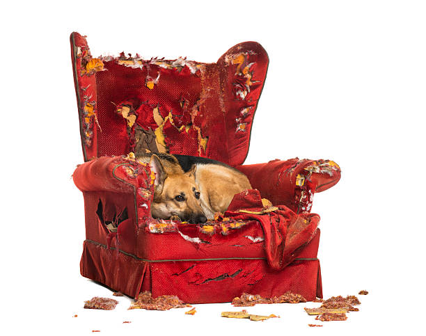 istock German Sheperd looking dipressed on a destroyed armchair 184417758