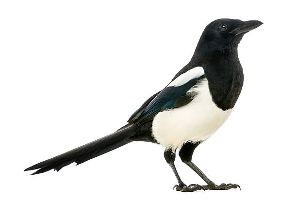 istock Side view of a Common Magpie, isolated on white 184417916