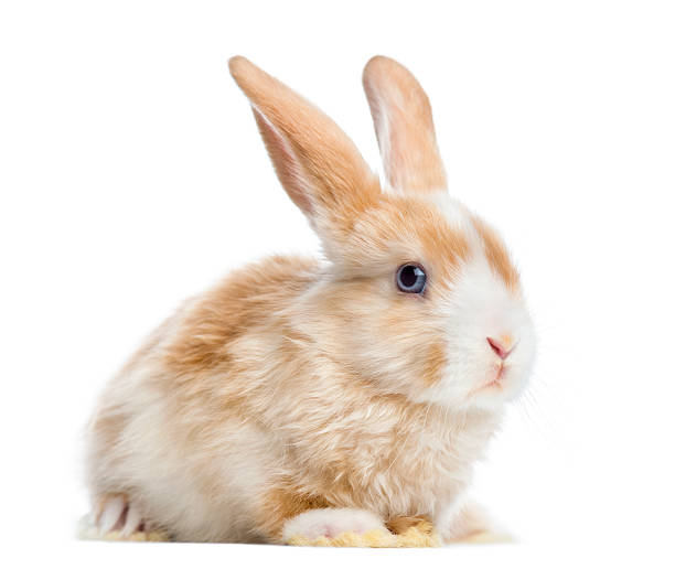 istock Satin Mini Lop rabbit ear up, lying, isolated on white 184417918