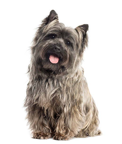 Front view of a Cairn Terrier sitting, panting, isolated Front view of a Cairn Terrier sitting, panting, isolated on white cairn terrier stock pictures, royalty-free photos & images