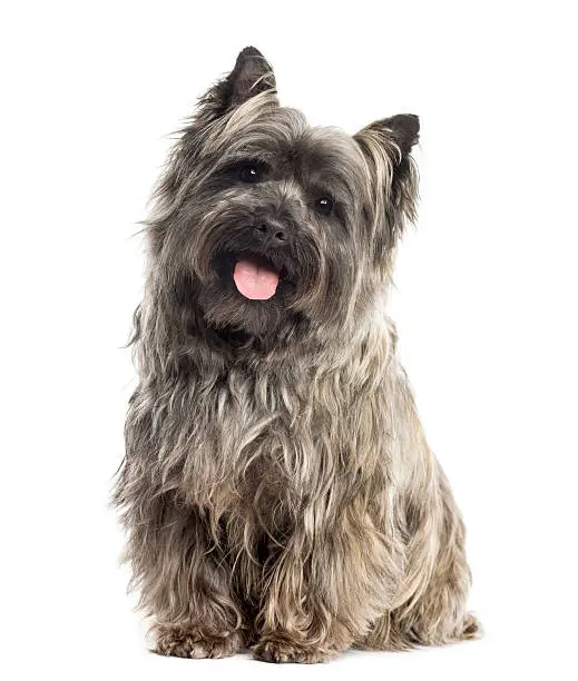 Front view of a Cairn Terrier sitting, panting, isolated on white