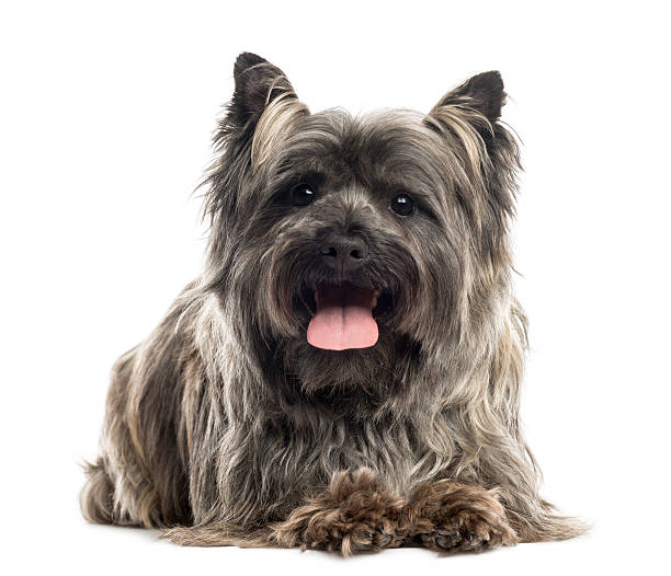 Front view of a Cairn Terrier lying, panting, isolated Front view of a Cairn Terrier lying, panting, isolated on white cairn terrier stock pictures, royalty-free photos & images