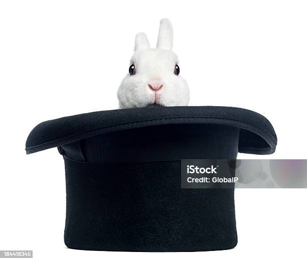 Mini Rex Kaninchen Der Aus Einem Zylinder Isoliert Stockfoto und mehr Bilder von Hut