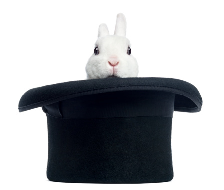 Mini rex conejos que aparecen en un sombrero de copa, aislado photo