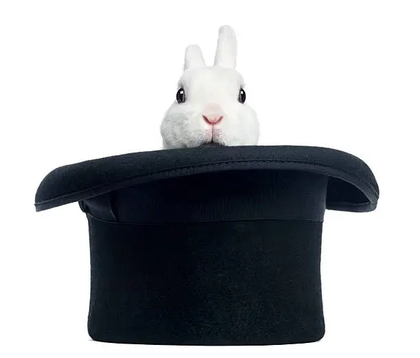 Photo of Mini rex rabbit appearing from a top hat, isolated