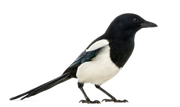 istock Side view of a Common Magpie, isolated on white 184418388