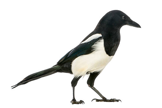 istock Side view of a Common Magpie, isolated on white 184418396