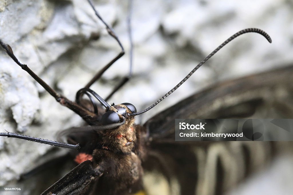 Butterfly - - Lizenzfrei Behaart Stock-Foto