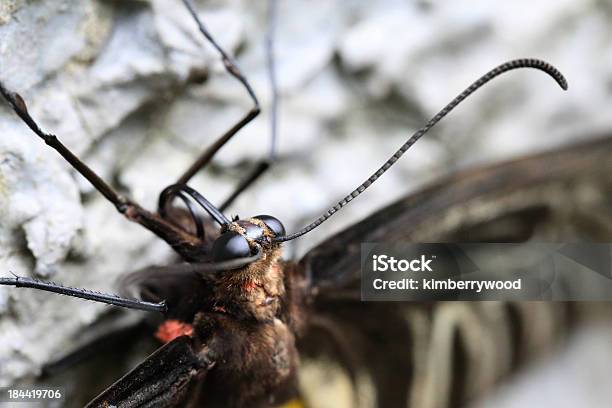 Butterfly Stockfoto und mehr Bilder von Behaart - Behaart, Braun, Detailliert