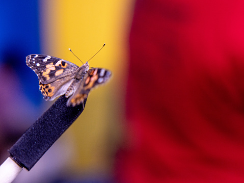 A captivating moment as a Painted Lady butterfly feeds on a sponge feeder, a close-up that highlights the butterfly's proboscis extended into the sponge, set against a colorful, blurred background.
