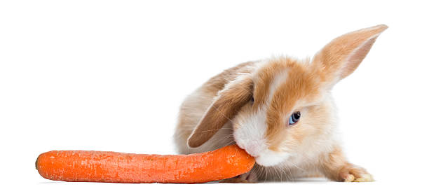 cetim mini orelhas de coelho comendo uma cenoura, isolada no branco " - dwarf lop eared rabbit pets rabbit isolated - fotografias e filmes do acervo