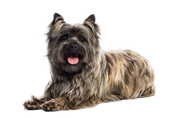 Side view of a Cairn Terrier panting, lying Side view of a Cairn Terrier panting, looking at the camera, isolated on white cairn terrier stock pictures, royalty-free photos & images