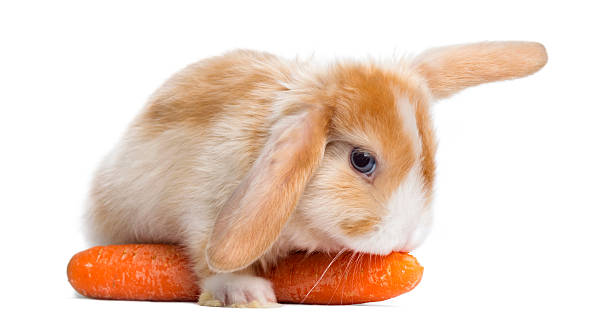 istock Satin Mini Lop rabbit eating a carrot, lying on it 184420452