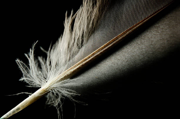 istock Close-up bird feather individual 184420518