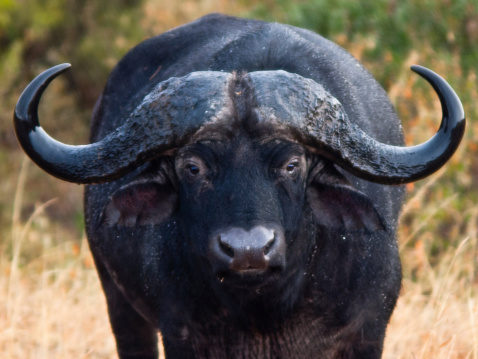 adult African buffalo looking straight