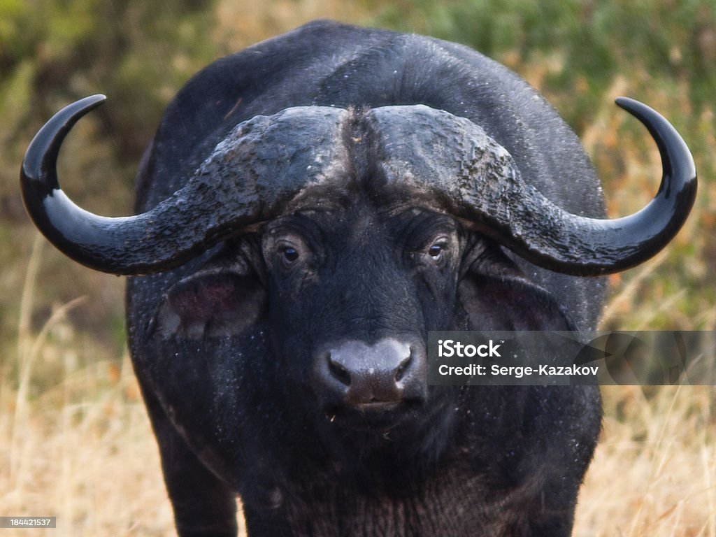 African buffalo close-up adult African buffalo looking straight 'at' Symbol Stock Photo