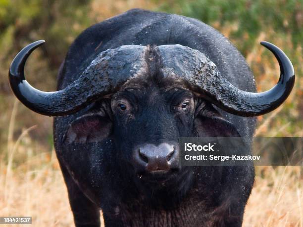 African Buffalo Closeup Stock Photo - Download Image Now - 'at' Symbol, Africa, African Buffalo