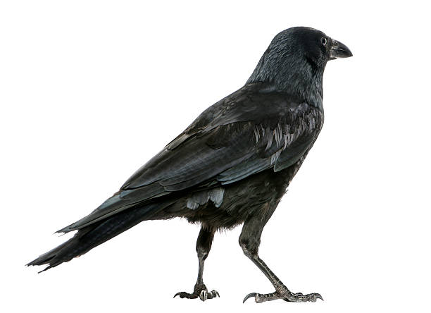 istock Rear view of a Carrion Crow, Corvus corone, isolated 184421938