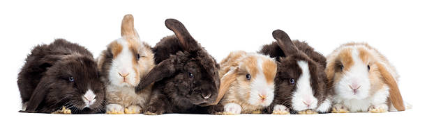 cetim mini lop coelhos de uma fileira, isolada no branco " - dwarf lop eared rabbit pets rabbit isolated - fotografias e filmes do acervo