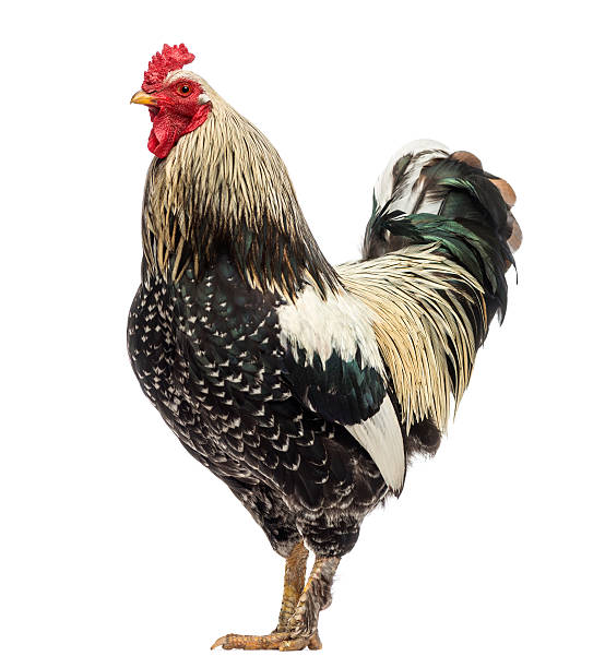 istock Side view of a Brahma rooster, isolated on white 184422141