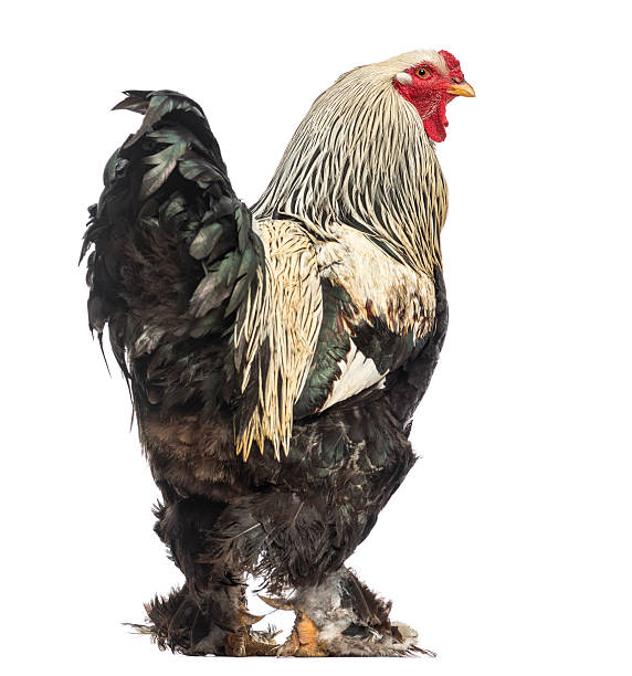 istock Side view of a Brahma Rooster, isolated on white 184423160