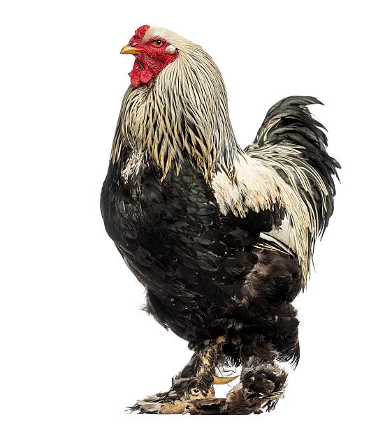 istock Side view of a Brahma Rooster, isolated on white 184423161
