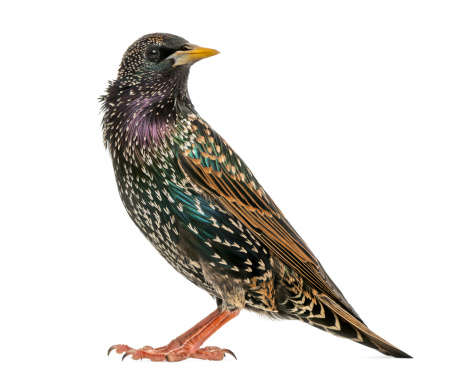 Side view of a Common Starling, Sturnus vulgaris, isolated