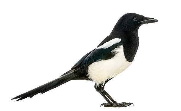 istock Side view of a Common Magpie, isolated on white 184423227