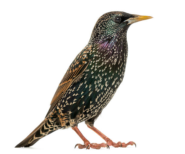 istock Side view of a Common Starling, Sturnus vulgaris, isolated 184423228