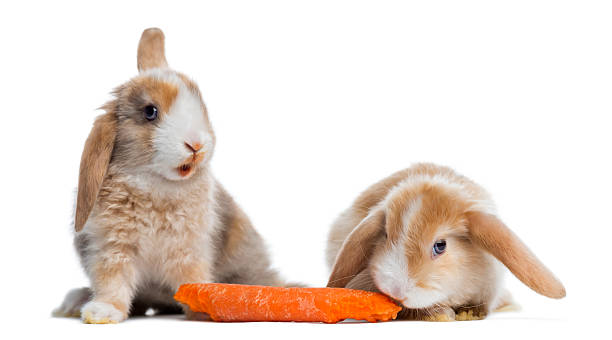 istock Two Satin Mini Lop rabbits eating a carrot, isolated 184423291