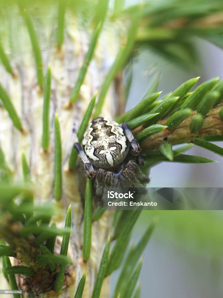 Araignée sur une feuille - Photo de Animal invertébré libre de droits