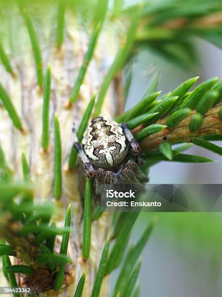 Photo libre de droit de Araignée Sur Une Feuille banque d'images et plus d'images libres de droit de Animal invertébré - Animal invertébré, Arachnide, Araignée