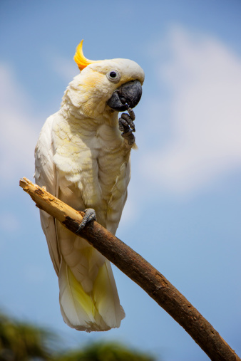 Citron Crested Cockatoo Perched on a Branch Cleaning It's Nails