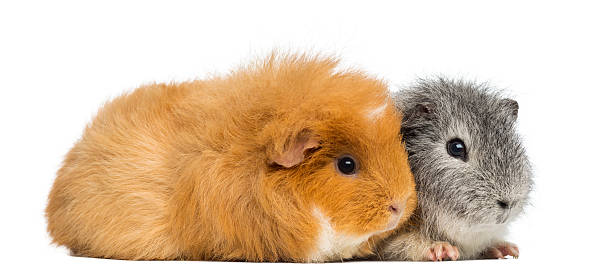 istock Two Swiss Teddy Guinea Pigs, isolated on white 184423529