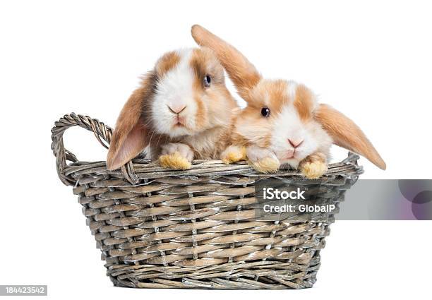 Two Satin Mini Lop Rabbits In A Wicker Basket Isolated Stock Photo - Download Image Now