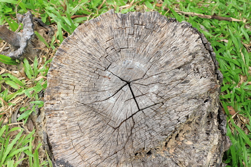 old stump texture