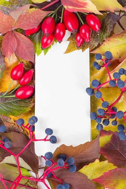 istock colorful leaves isolated on white 184424441