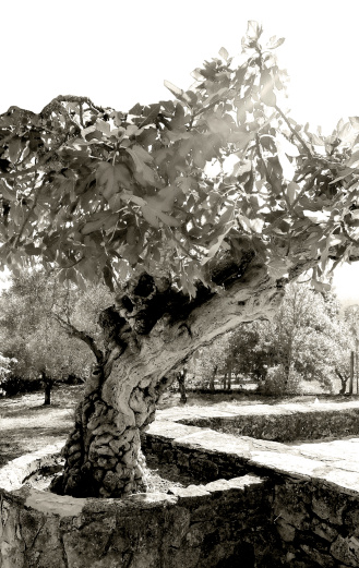 Fatima Tree Fatima Tree Stock Photo - Download Image Now - Black And White, No ...