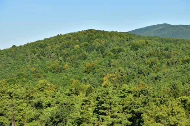 Panorama view of the landscape and treetops from a height stock photo