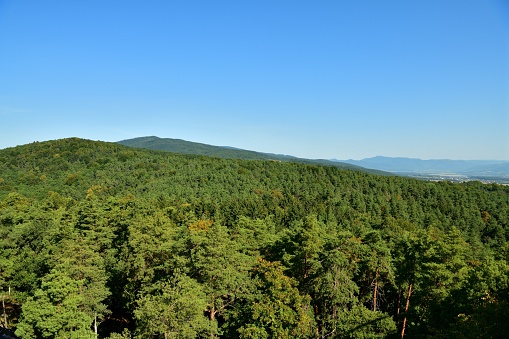 A view of the horizon formed by the tops of green trees