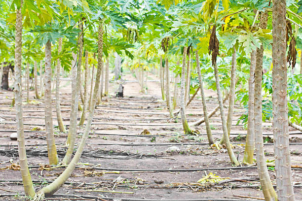 istock Rows of papaya trees.. 184426156