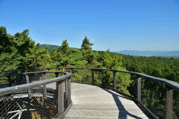 istock Tourist attraction iron walkway high in the treetops 1844263747