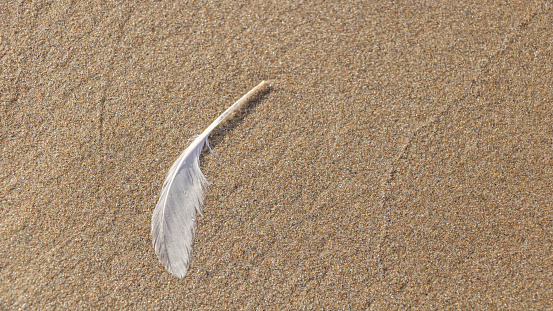 Feather on the sand at the beach, closeup of photo.